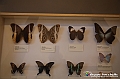 VBS_1072 - Riapre il Museo di Scienze Naturali dopo dieci anni di chiusura